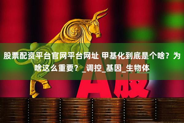 股票配资平台官网平台网址 甲基化到底是个啥？为啥这么重要？_调控_基因_生物体